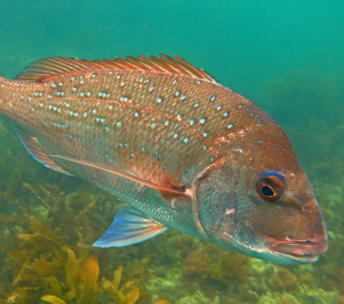 St. Christopher Wreck